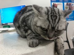 -佳雯宠物医院·皮肤科·内外科(春晓路分院)