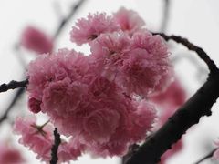 -天适樱花悠乐园