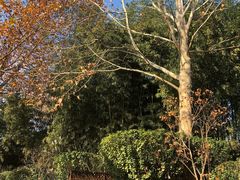 -春晖园度假酒店温泉