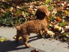 -泰州凤城河风景区-泰山公园