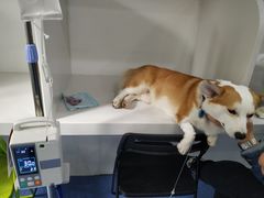 -伟伟宠物医院·CT影像中心·瑞派犬猫综合性门诊(汉口总院)