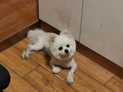 -瑞派·关忠动物医院·异宠专科·犬猫肿瘤·皮肤专科(望京店)