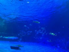 -鹿儿岛水族馆