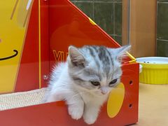 -帕帕拉兹宠物(亚洲旗舰店)