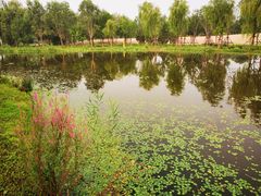 -东郊湿地公园