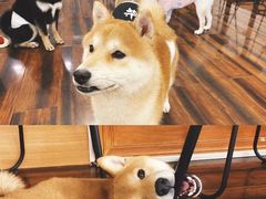 -豆柴町-柴犬主题狗咖(红鼎国际C座店)