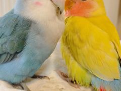 -青石桥花鸟鱼虫市场(叠翠城店)