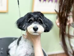 -鑫艺宠物美容培训学校