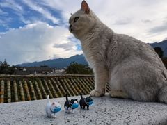 -喵屿·大理花园猫咖