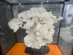 -游龙石文化科普馆