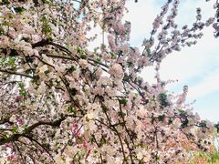 -莲花池公园