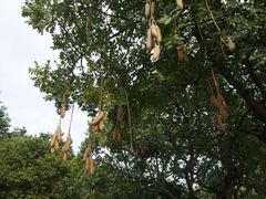 景点-广州珠江公园