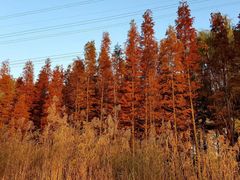 -昆山城市生态森林公园