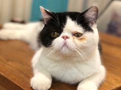 -猫小院猫主题咖啡厅(北锣店)