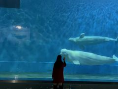 -芜湖新华联大白鲸海洋公园