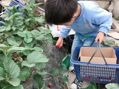 -小鱼草莓采摘园农家乐·小鱼餐厅