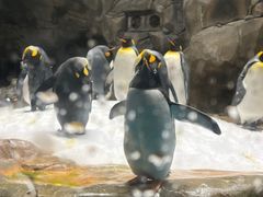 -香港海洋公园