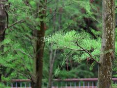 -银湖山郊野公园-相思林