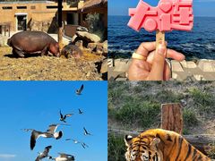 -大连森林动物园