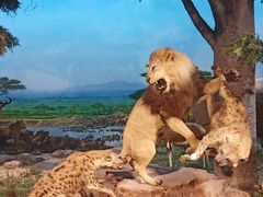 -国家自然博物馆