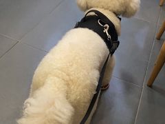-安安宠医宠物医院·异宠·犬猫内科(岳阳分院)