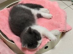 -欣宠猫屋·矮脚拿破仑·蓝金金渐层