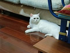 -老吴的猫·猫舍(新区店)