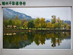 -千年银杏谷文化旅游区