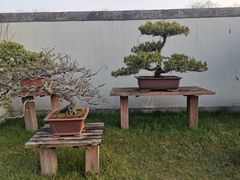 -扬州大运河文化旅游度假区·盆景园