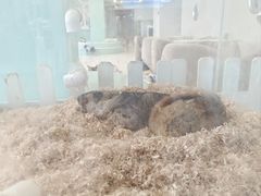 -怪兽屋·羊驼·猫咖·狗咖(俊华广场店)