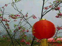 -天适樱花悠乐园