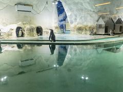 -北戴河圣蓝海洋公园