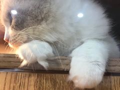-叮叮猫咪生活馆