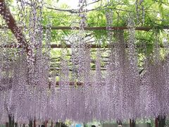 -嘉定紫藤园