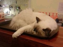 android_upload_pic-猫色咖啡·猫咖