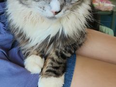 -猫在这儿猫咪咖啡馆·撸猫馆