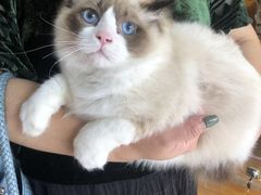 -喵百万·布偶·蓝金金渐层英短·猫舍(百子湾店)