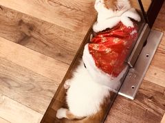 -袖虎·猫馆(体育西路店)