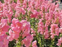 -东莞植物园