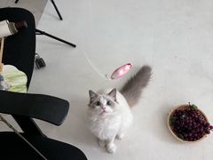 -猫遇摄影工作室