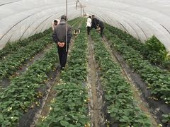 -小鱼草莓采摘园农家乐·小鱼餐厅