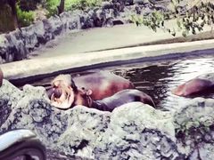 -清迈夜间动物园