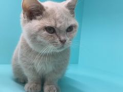 -猫宠乐园·专业洗护