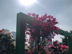 -莲花山公园