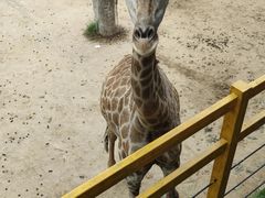 -西霞口神雕山野生动物世界