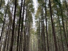 -日照海滨国家森林公园