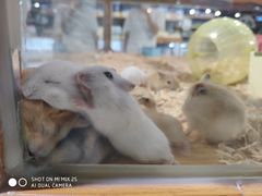 -龟与熊猫宠物公园(南坪店)
