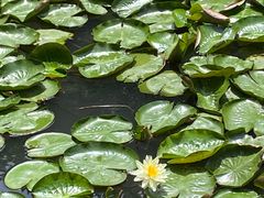 -杭州植物园