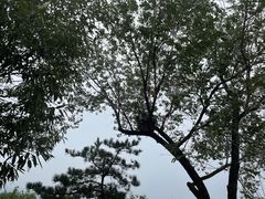 -北京西山国家森林公园