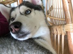 -Husky Go! 哈士奇体验馆·宠物咖啡厅狗咖